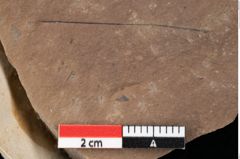 Foto (Detailansicht) von Pinus palaeostrobus Ettingshausen (NHMW-GEO-2024-0188-0211)
